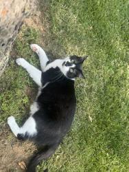 Lost Male Cat last seen Pelton rd and Sashabaw , Village of Clarkston, MI 48346