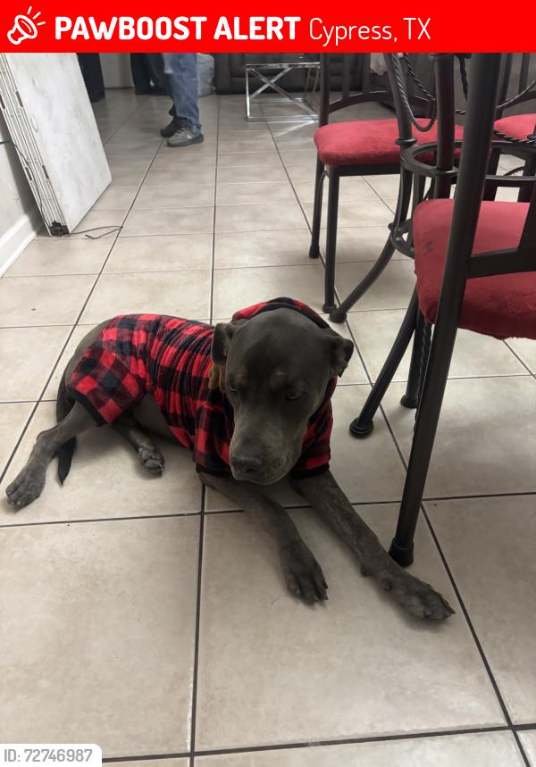 Lost Male Dog last seen Near Wellington Meadows DrKaty, TX  77449United States, Cypress, TX 77433