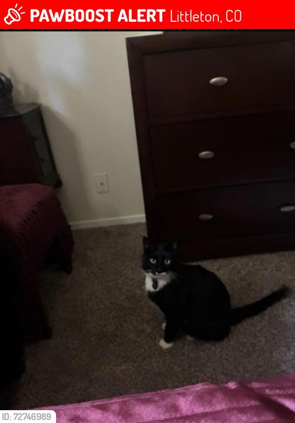 Lost Male Cat last seen Andy’s ice cream , Littleton, CO 80120