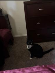 Lost Male Cat last seen Andy’s ice cream , Littleton, CO 80120