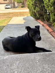 Found/Stray Female Dog last seen Near & Medina Base Rd, San Antonio, TX 78242
