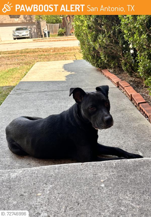 Found/Stray Female Dog last seen Near & Medina Base Rd, San Antonio, TX 78242