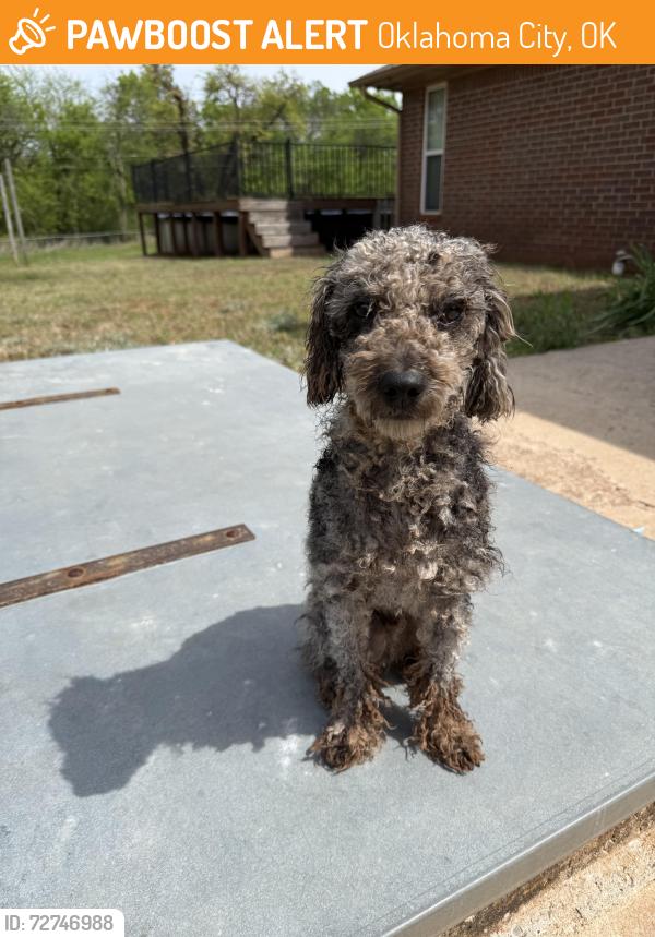 Found/Stray Male Dog last seen Between SE 89th St and SE 104th S Sunnylane Rd, Oklahoma City, OK 73165