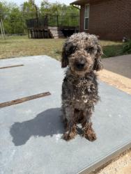 Found/Stray Male Dog last seen Between SE 89th St and SE 104th S Sunnylane Rd, Oklahoma City, OK 73165