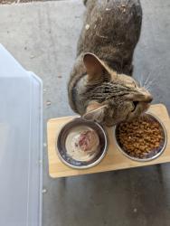 Found/Stray Unknown Cat last seen Close to fox hollow elementary school, Lehi, UT 84043
