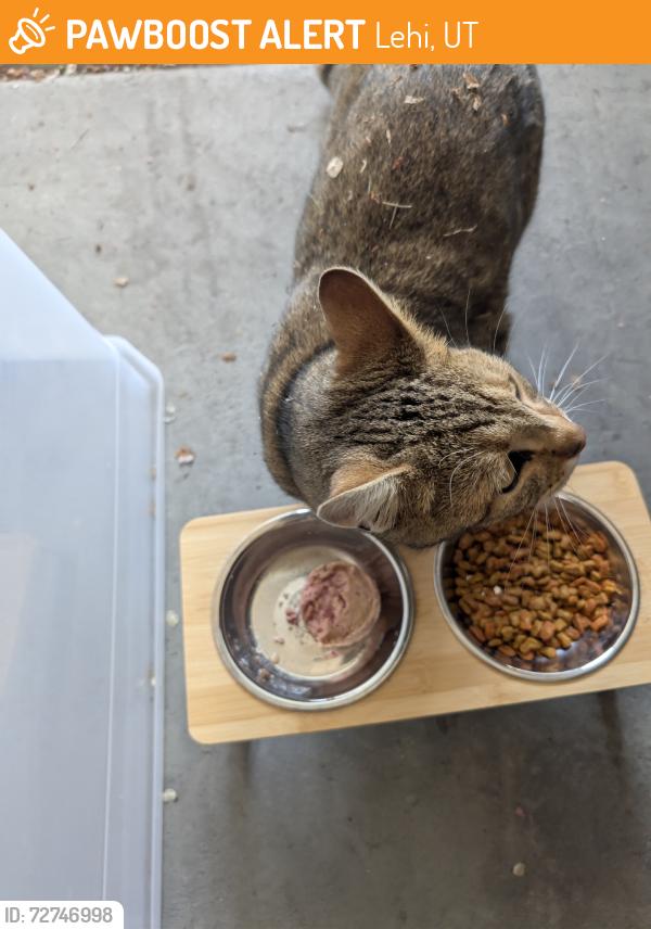 Found/Stray Unknown Cat last seen Close to fox hollow elementary school, Lehi, UT 84043
