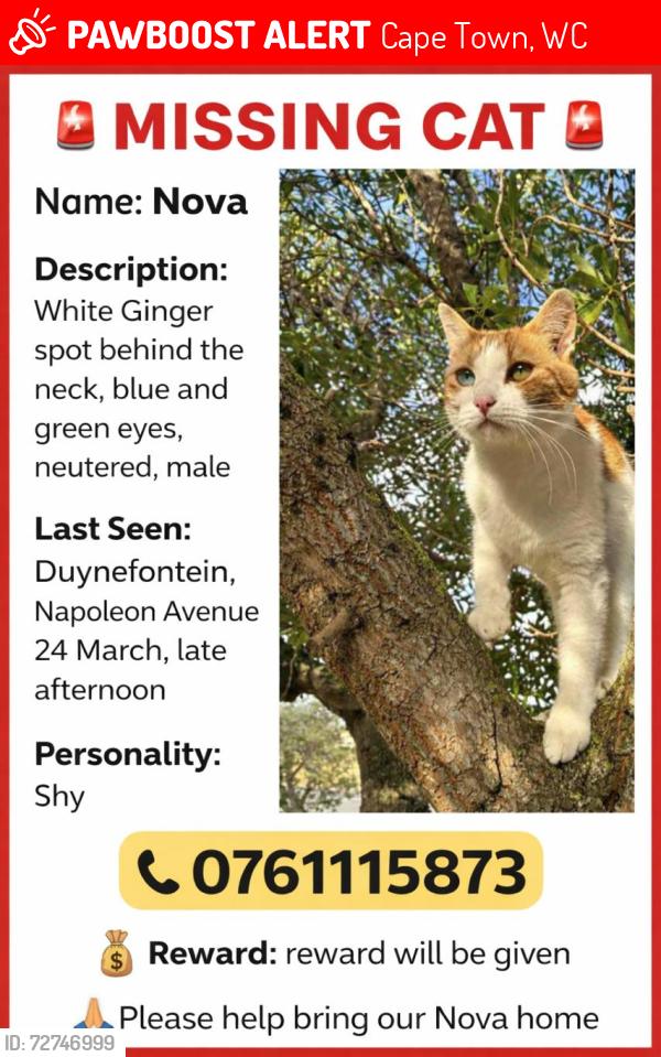 Lost Male Cat last seen Napoleon crescent , Cape Town, WC 