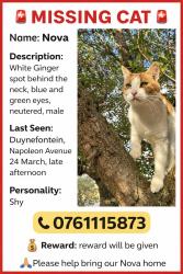 Lost Male Cat last seen Napoleon crescent , Cape Town, WC 