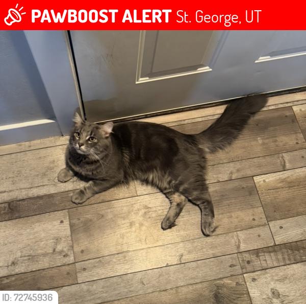Lost Male Cat last seen Near Jasmine Place, St. George, UT 84790