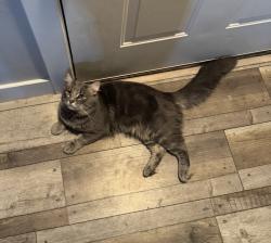 Lost Male Cat last seen Near Jasmine Place, St. George, UT 84790