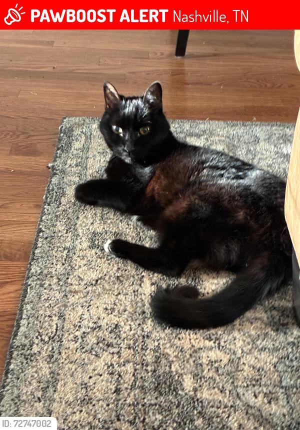 Lost Female Cat last seen Kirkland Ave and Katherine St, Nashville, TN 37216
