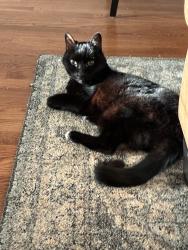 Lost Female Cat last seen Kirkland Ave and Katherine St, Nashville, TN 37216