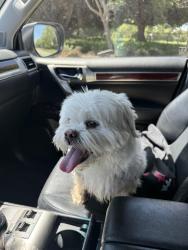 Found/Stray Unknown Dog last seen Garin Park, Hayward, CA 94544