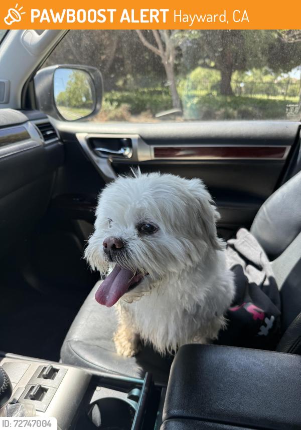 Found/Stray Unknown Dog last seen Garin Park, Hayward, CA 94544