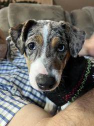 Lost Female Dog last seen Kenansville fl, Kenansville, FL 34739
