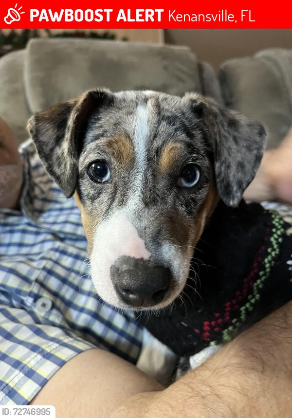 Lost Female Dog last seen Kenansville fl, Kenansville, FL 34739