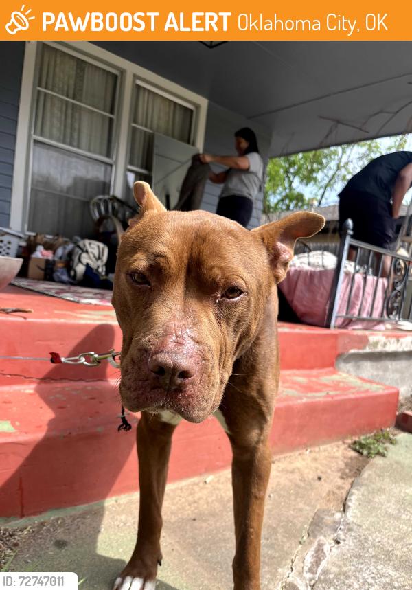Found/Stray Male Dog last seen NW 37th St & Western, Oklahoma City, OK 73118