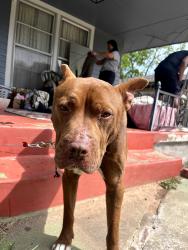 Found/Stray Male Dog last seen NW 37th St & Western, Oklahoma City, OK 73118