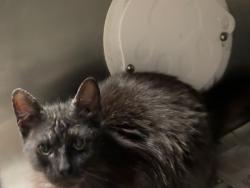 Shelter Stray Male Cat last seen , Los Angeles, CA 91405