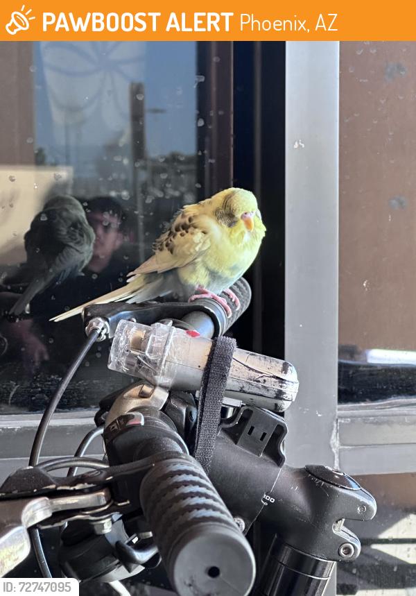 Found/Stray Unknown Bird last seen 25th and Dunlap, Phoenix, AZ 85021