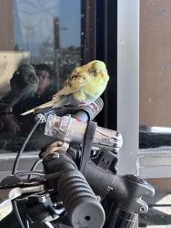Found/Stray Unknown Bird last seen 25th and Dunlap, Phoenix, AZ 85021