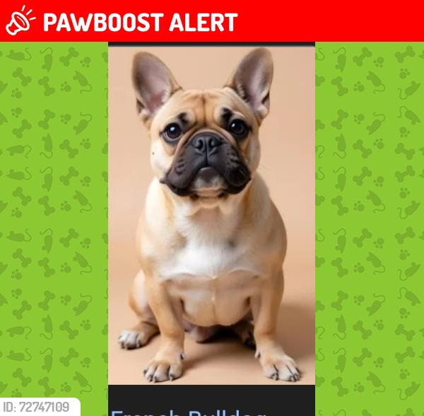 Lost Male Dog last seen Veael and Hilton road, New Castle County, DE 19810