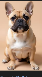 Lost Male Dog last seen Veael and Hilton road, New Castle County, DE 19810