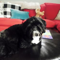 Lost Male Dog last seen Wolf’s neck farm , Freeport, ME 04032