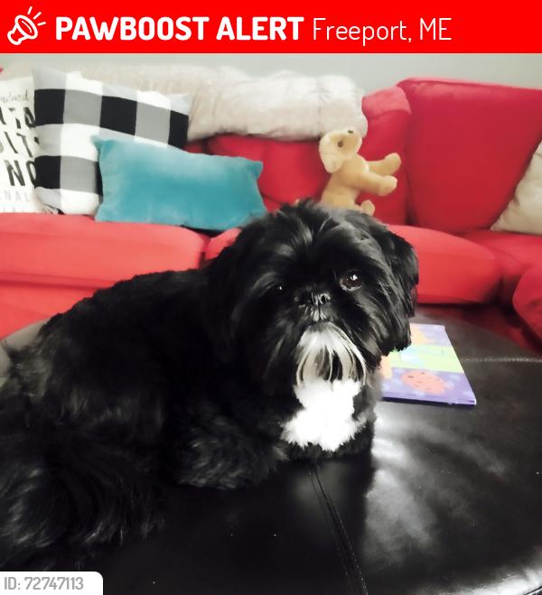 Lost Male Dog last seen Wolf’s neck farm , Freeport, ME 04032