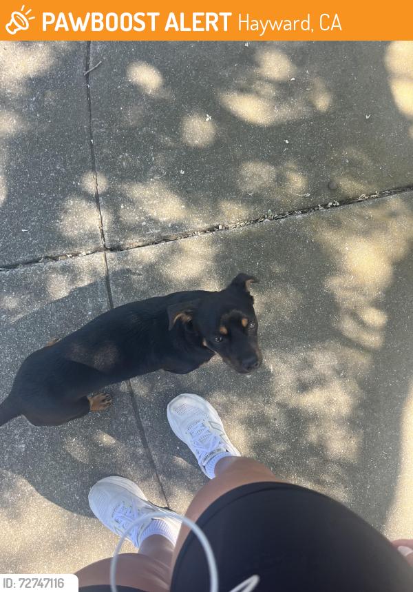 Found/Stray Male Dog last seen Construction sites on all of second street, Hayward, CA 94541
