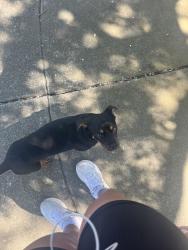 Found/Stray Male Dog last seen Construction sites on all of second street, Hayward, CA 94541