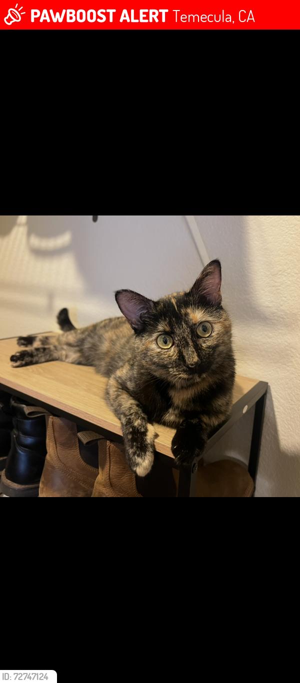 Lost Female Cat last seen Solana ridge apmts , Temecula, CA 92591