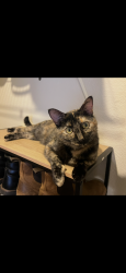Lost Female Cat last seen Solana ridge apmts , Temecula, CA 92591