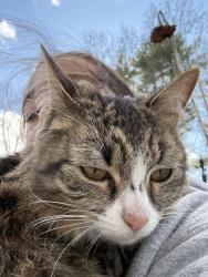 Found/Stray Unknown Cat last seen Oak street, East Hartford, CT 06118