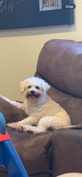 Lost Male Dog last seen Donovan , Santa Maria, CA 93458