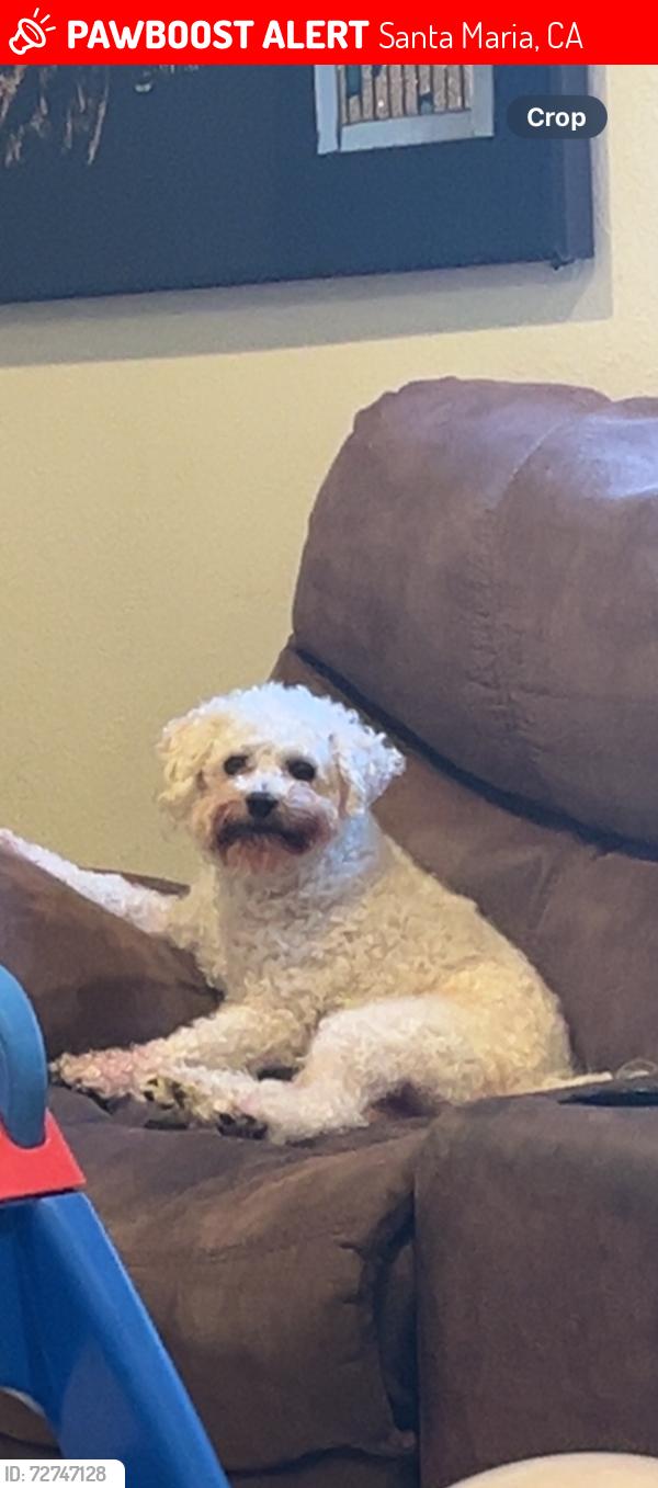 Lost Male Dog last seen Donovan , Santa Maria, CA 93458