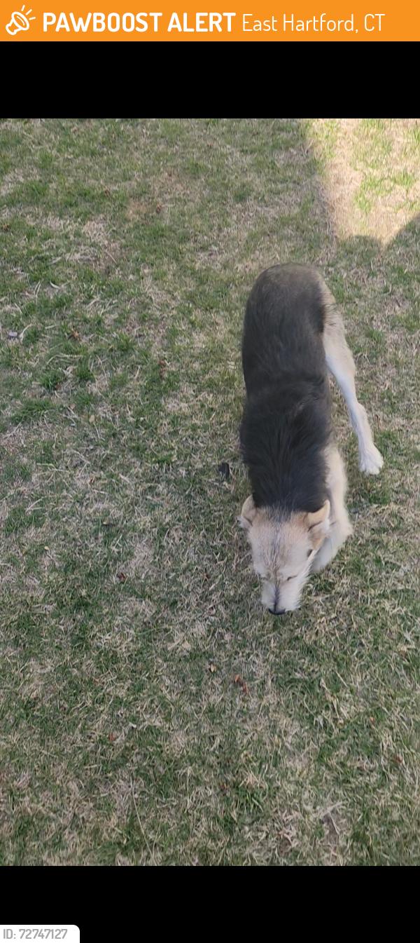 Found/Stray Unknown Dog last seen Near John Larson Elementary School, East Hartford, CT 06108