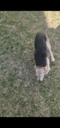 Found/Stray Unknown Dog last seen Near John Larson Elementary School, East Hartford, CT 06108