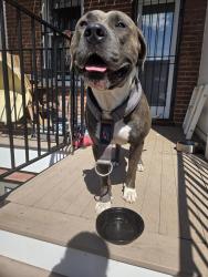 Found/Stray Unknown Dog last seen Ives Place Se, Washington, DC 20003