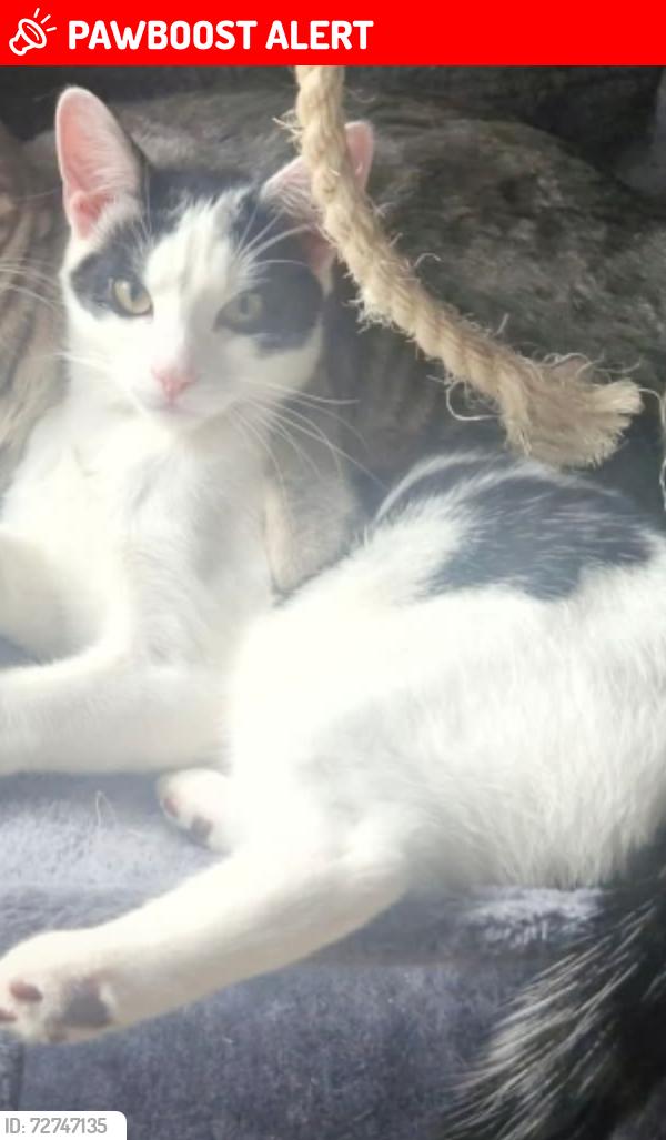 Lost Male Cat last seen Whittingham, Lancashire, England PR3