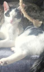 Lost Male Cat last seen Whittingham, Lancashire, England PR3