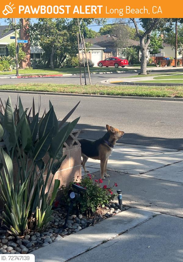Found/Stray Unknown Dog last seen Monlaco and Clark , Long Beach, CA 90808
