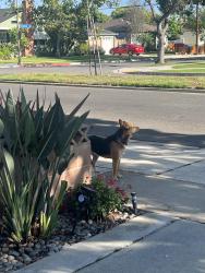 Found/Stray Unknown Dog last seen Monlaco and Clark , Long Beach, CA 90808