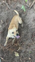 Lost Male Dog last seen Near FM 1997 N, Marshall, TX 75672