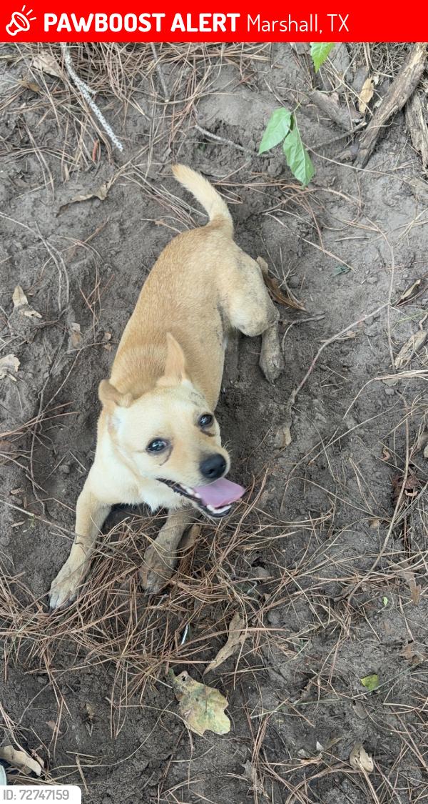 Lost Male Dog last seen Near FM 1997 N, Marshall, TX 75672