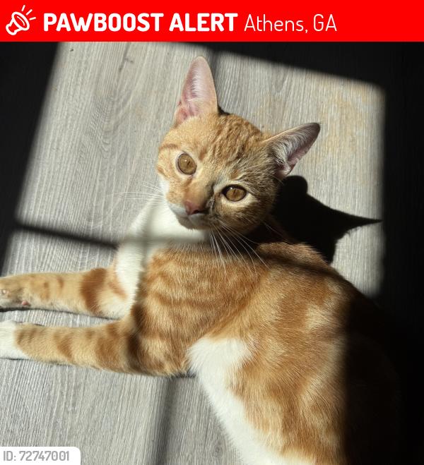 Lost Male Cat last seen Smokey rd Athens GA , Athens, GA 30601