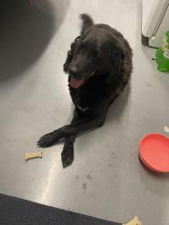 Found/Stray Male Dog last seen Whitehall Rd and Centerville Rd, Centerville, SC 29625
