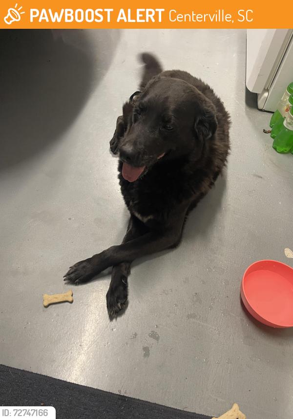 Found/Stray Male Dog last seen Whitehall Rd and Centerville Rd, Centerville, SC 29625
