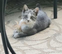 Lost Female Cat last seen Village lake drive, Charlotte, NC 28212