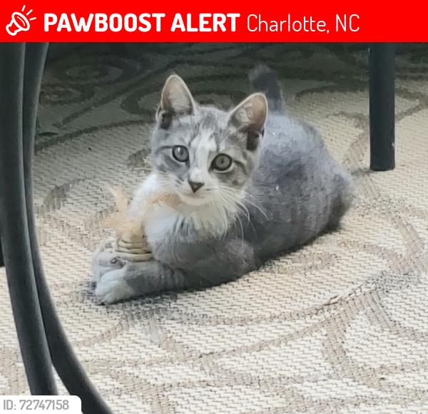 Lost Female Cat last seen Village lake drive, Charlotte, NC 28212